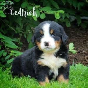 Cedrick, Bernese Mountain Dog Puppy