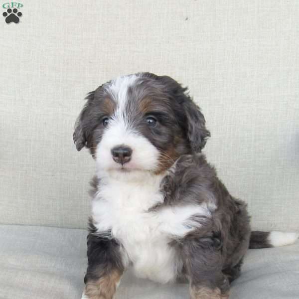 Samson, Mini Bernedoodle Puppy
