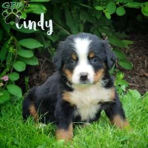 Cindy, Bernese Mountain Dog Puppy