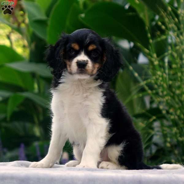 Anderson, Cavachon Puppy