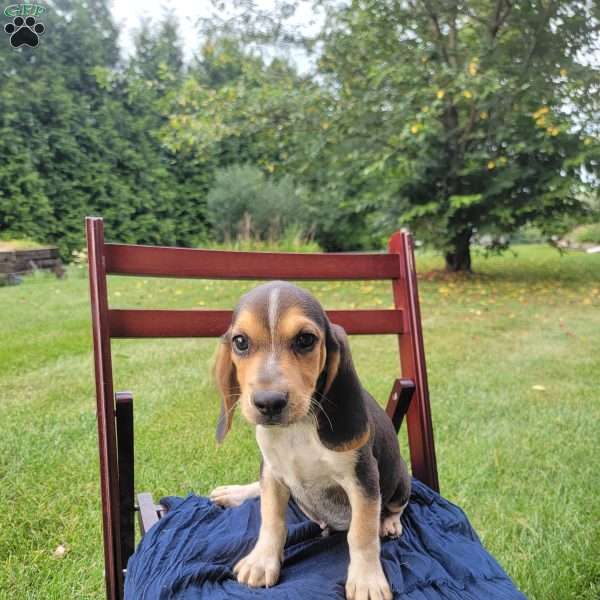 Arlo, Beagle Puppy