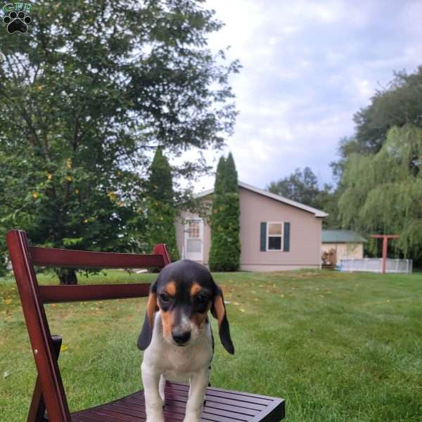 Ava, Beagle Puppy