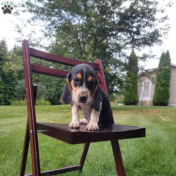 Aria, Beagle Puppy