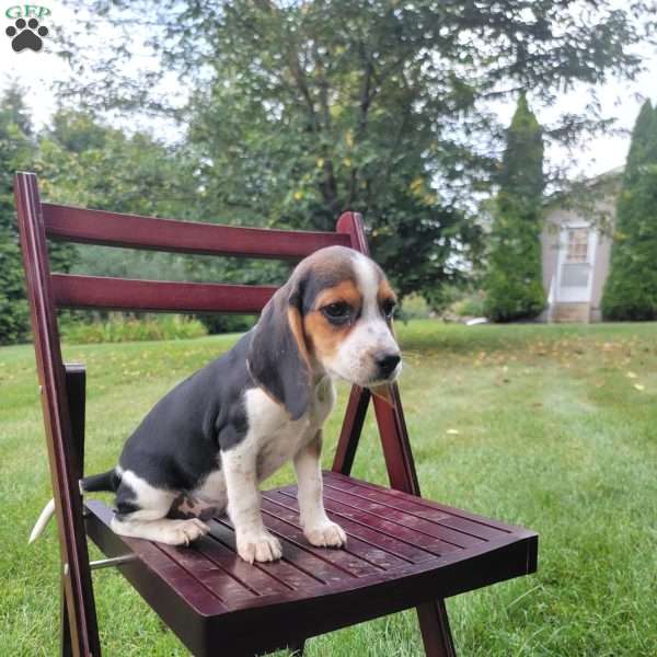 Chloe, Beagle Puppy