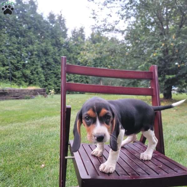 Cove, Beagle Puppy