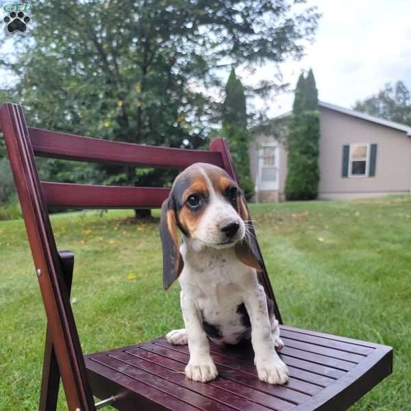 Cora, Beagle Puppy