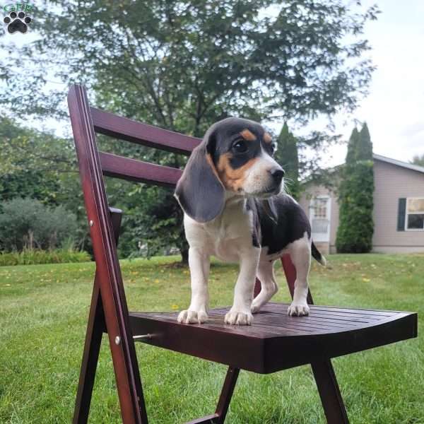 Clara, Beagle Puppy