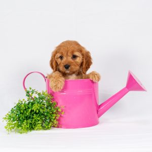 Leroy & Liz Stoltzfus, Golden Retriever-Maltese-Designer Breeds Breeder