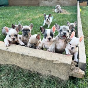 Ellen Zimmerman,  Breeder