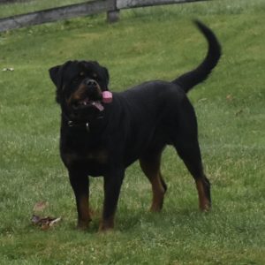 Sara Yoder,  Breeder