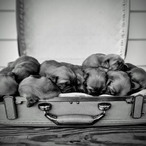 Cynthia Beachy,  Breeder