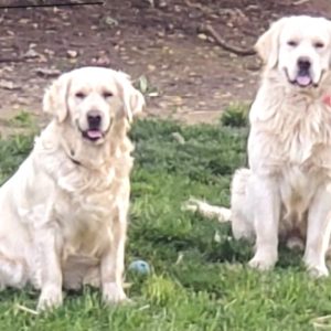 Kaitlyn Hurst, View Puppies Breeder