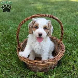 Kaden, Cavapoo Puppy