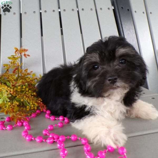 Sadie, Havanese Puppy