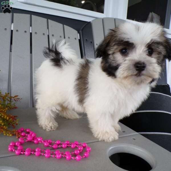 Sally, Havanese Puppy