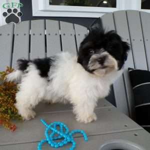 Sammy, Havanese Puppy