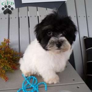 Sammy, Havanese Puppy