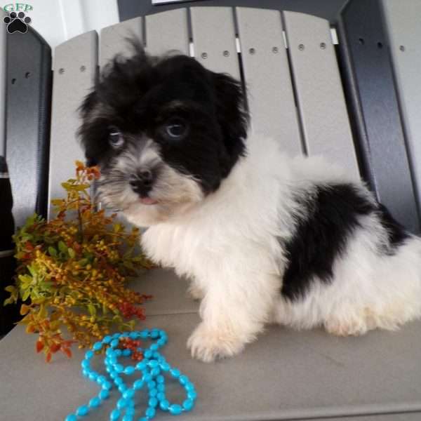 Sammy, Havanese Puppy