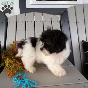 Sammy, Havanese Puppy