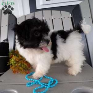 Sammy, Havanese Puppy