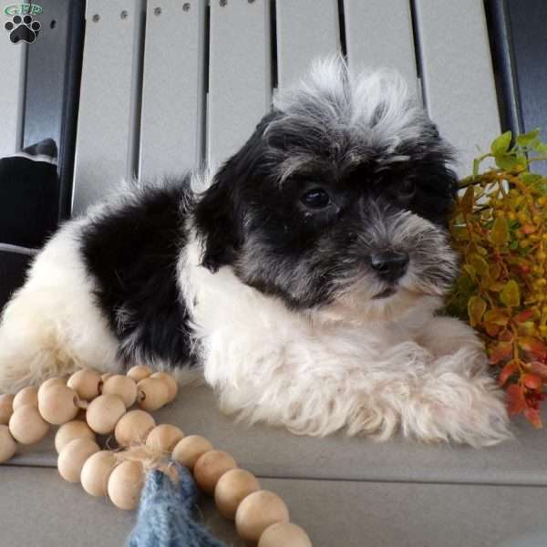 Sugar, Havanese Puppy