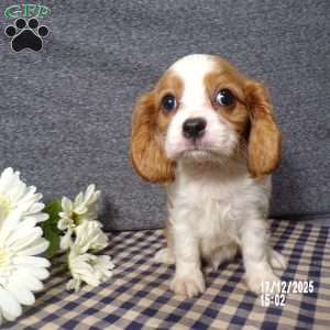 Rusty, Cavalier King Charles Spaniel Puppy