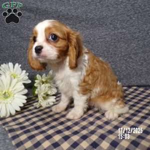 Rusty, Cavalier King Charles Spaniel Puppy
