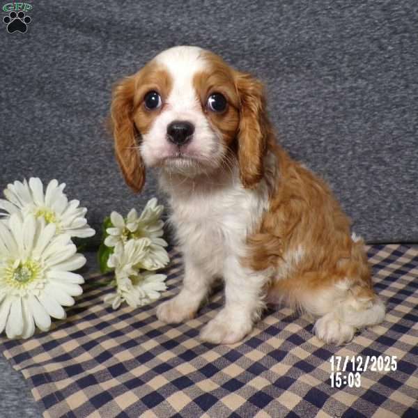 Rancher, Cavalier King Charles Spaniel Puppy