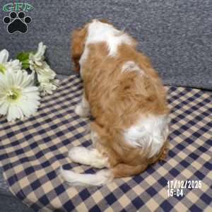 Rusty, Cavalier King Charles Spaniel Puppy