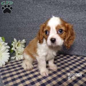 Rancher, Cavalier King Charles Spaniel Puppy