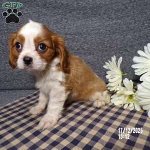 Rancher, Cavalier King Charles Spaniel Puppy