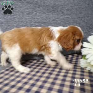 Rancher, Cavalier King Charles Spaniel Puppy