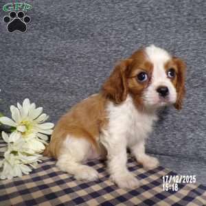 Rancher, Cavalier King Charles Spaniel Puppy