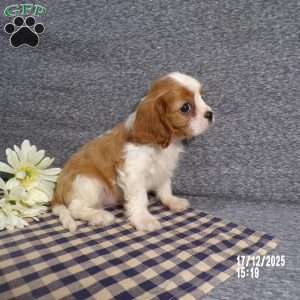 Rancher, Cavalier King Charles Spaniel Puppy