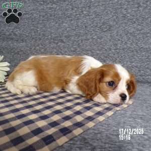 Rancher, Cavalier King Charles Spaniel Puppy