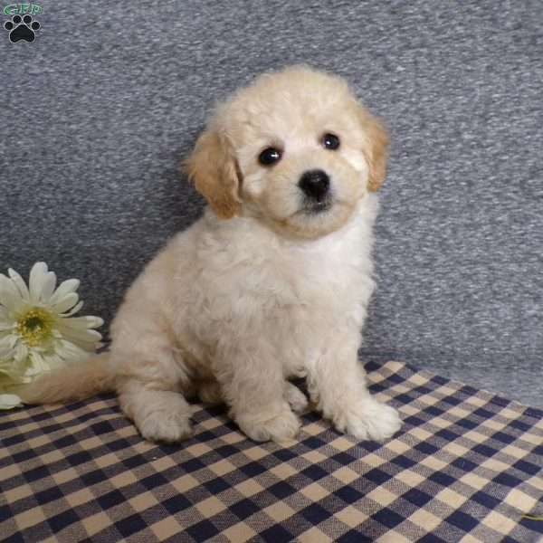 Tator, Bich-Poo Puppy