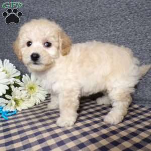 Tator, Bich-Poo Puppy