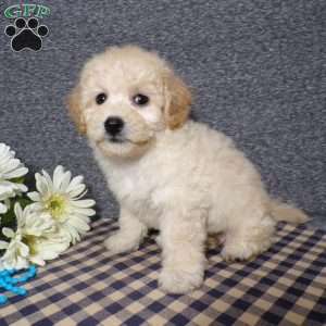 Tator, Bich-Poo Puppy