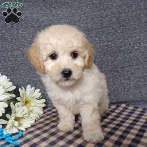 Tator, Bich-Poo Puppy