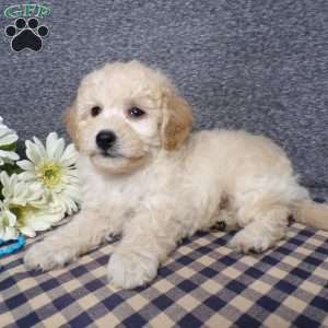 Tator, Bich-Poo Puppy