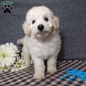 Tyson, Bich-Poo Puppy