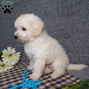 Tyson, Bich-Poo Puppy