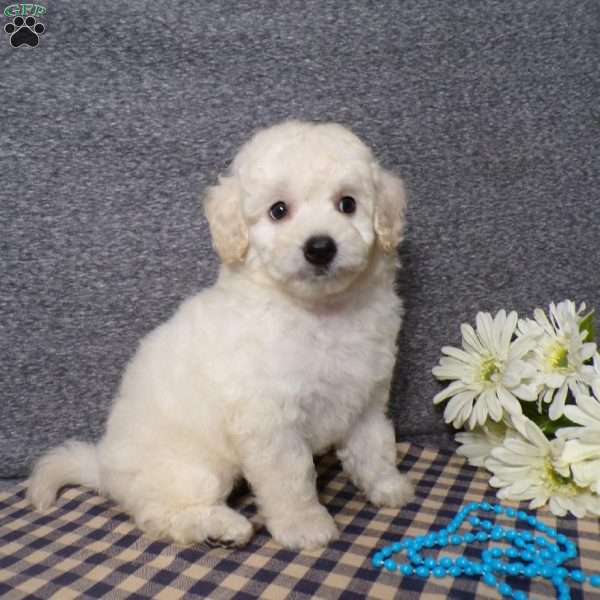 Tyson, Bich-Poo Puppy