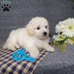 Tyson, Bich-Poo Puppy