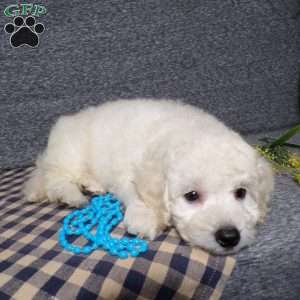 Tyson, Bich-Poo Puppy
