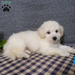 Tyson, Bich-Poo Puppy