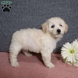 Tracy, Bich-Poo Puppy