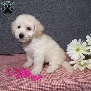 Tracy, Bich-Poo Puppy