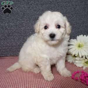Tessa, Bich-Poo Puppy