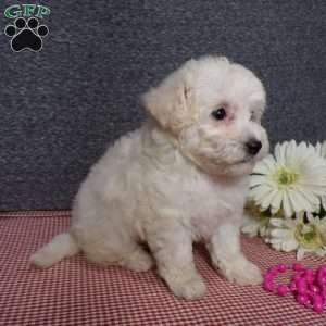 Tessa, Bich-Poo Puppy